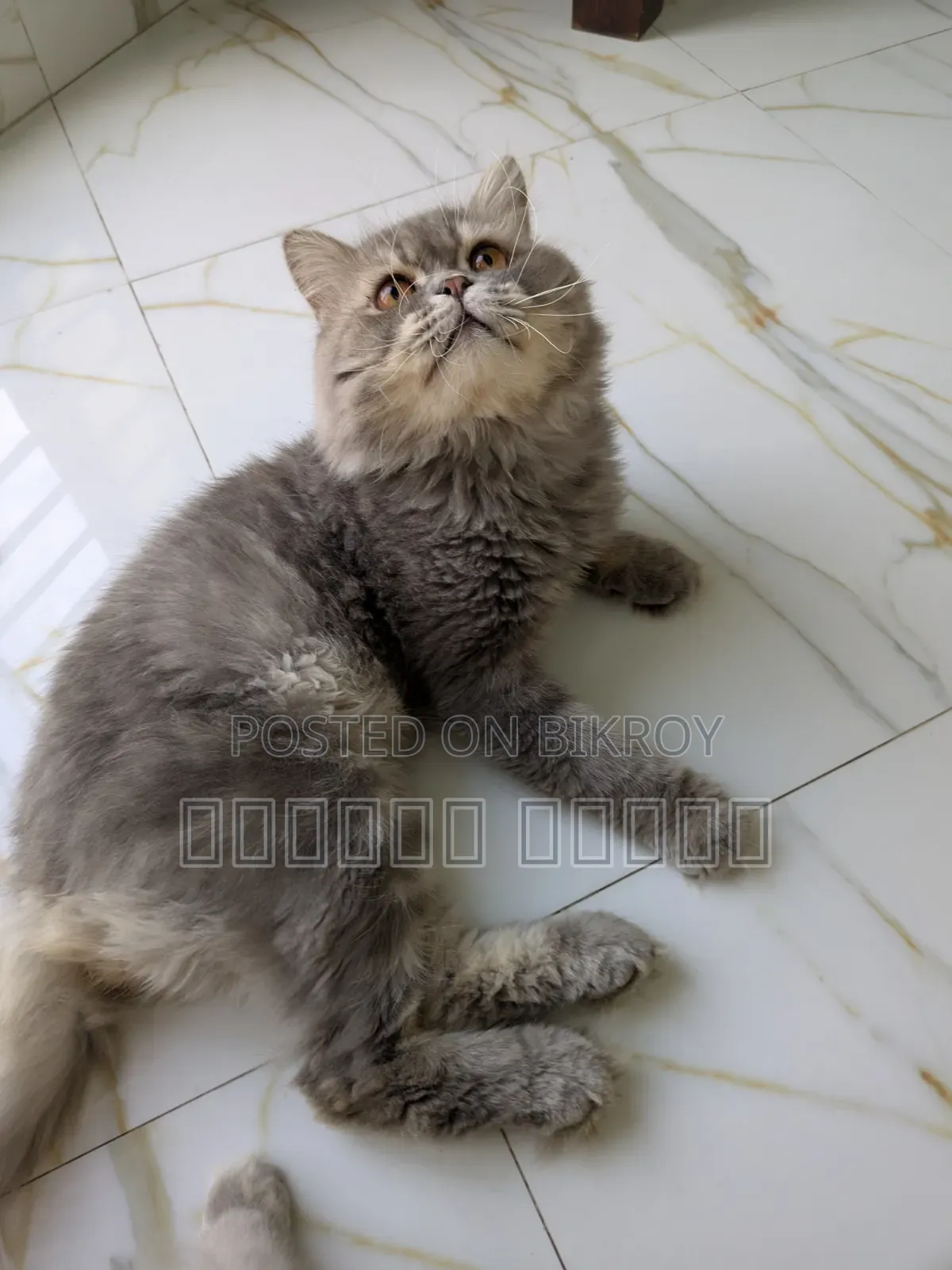 1+ Year Male Purebred Persian Cat