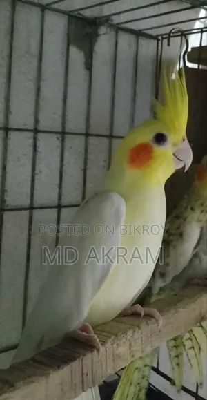 Lutino Cockatiel Single Male