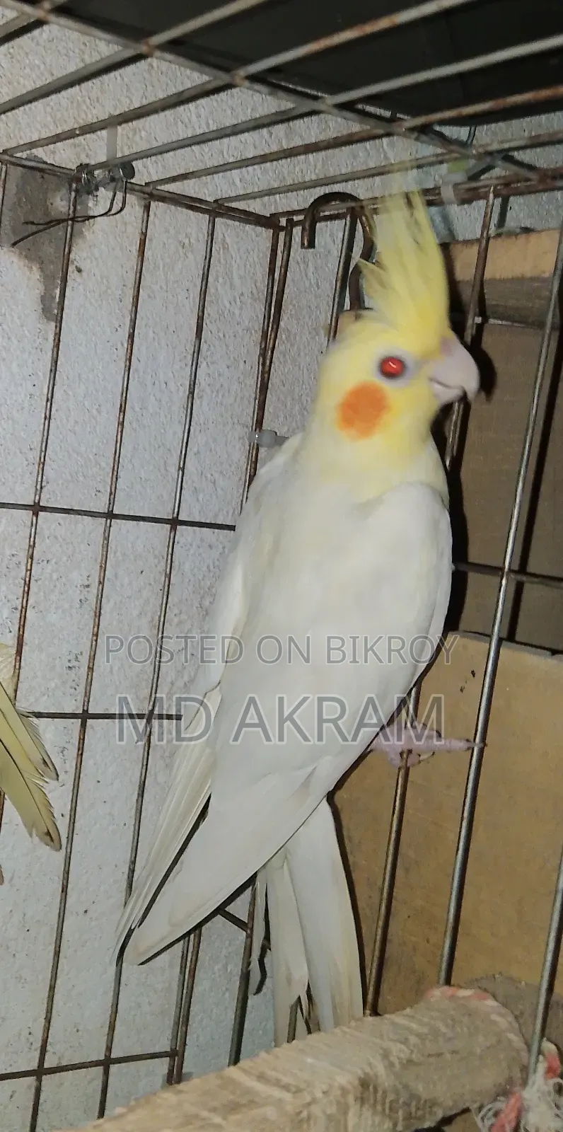 লোটিনো কোকাটাল সিংগেল মেল