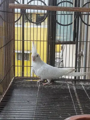 Albino Cocatile Pair