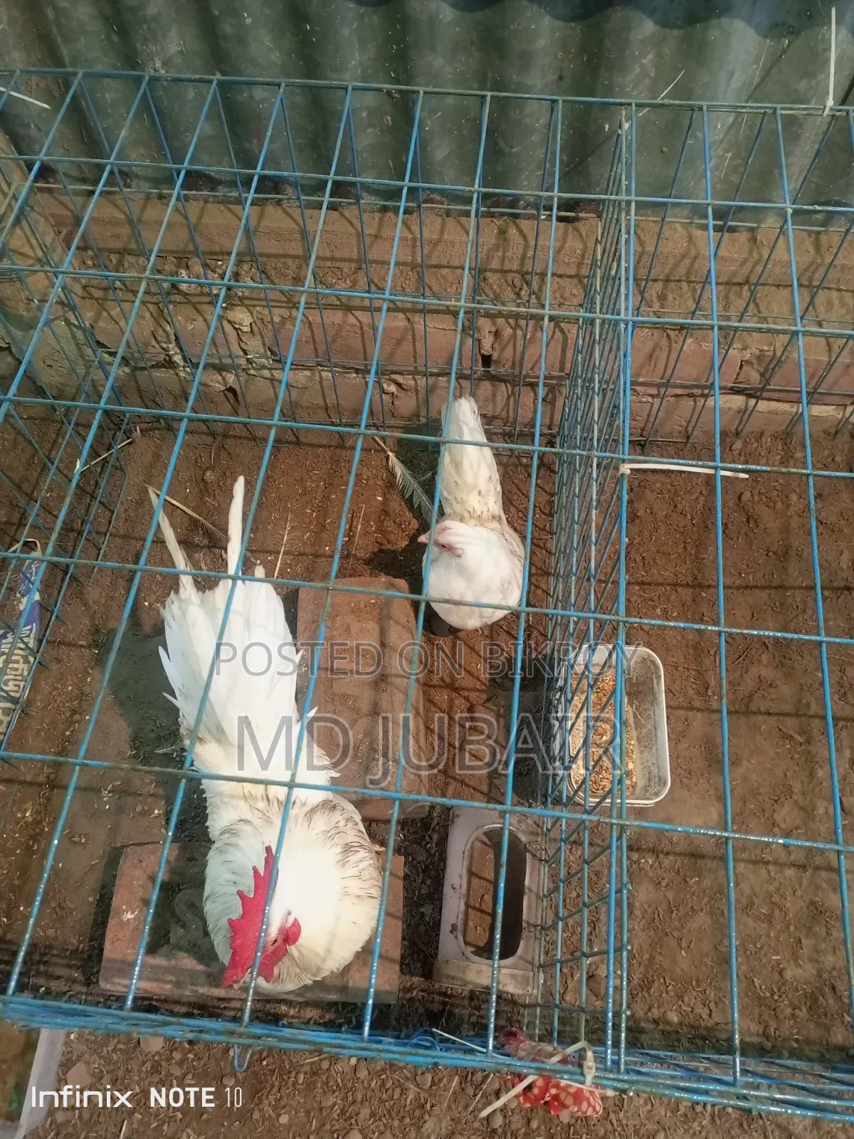বেন্থাম এবং কাদাকনাথ মুরগি