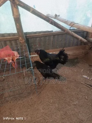 বেন্থাম এবং কাদাকনাথ মুরগি