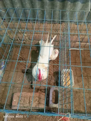 বেন্থাম এবং কাদাকনাথ মুরগি