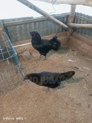 বেন্থাম এবং কাদাকনাথ মুরগি