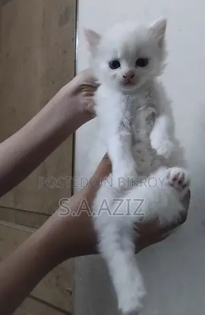 1-3 months Male Purebred Persian