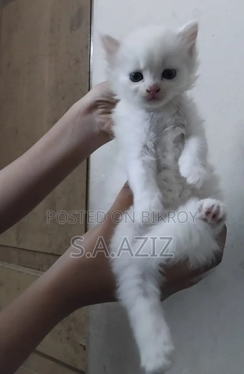 1-3 months Male Purebred Persian