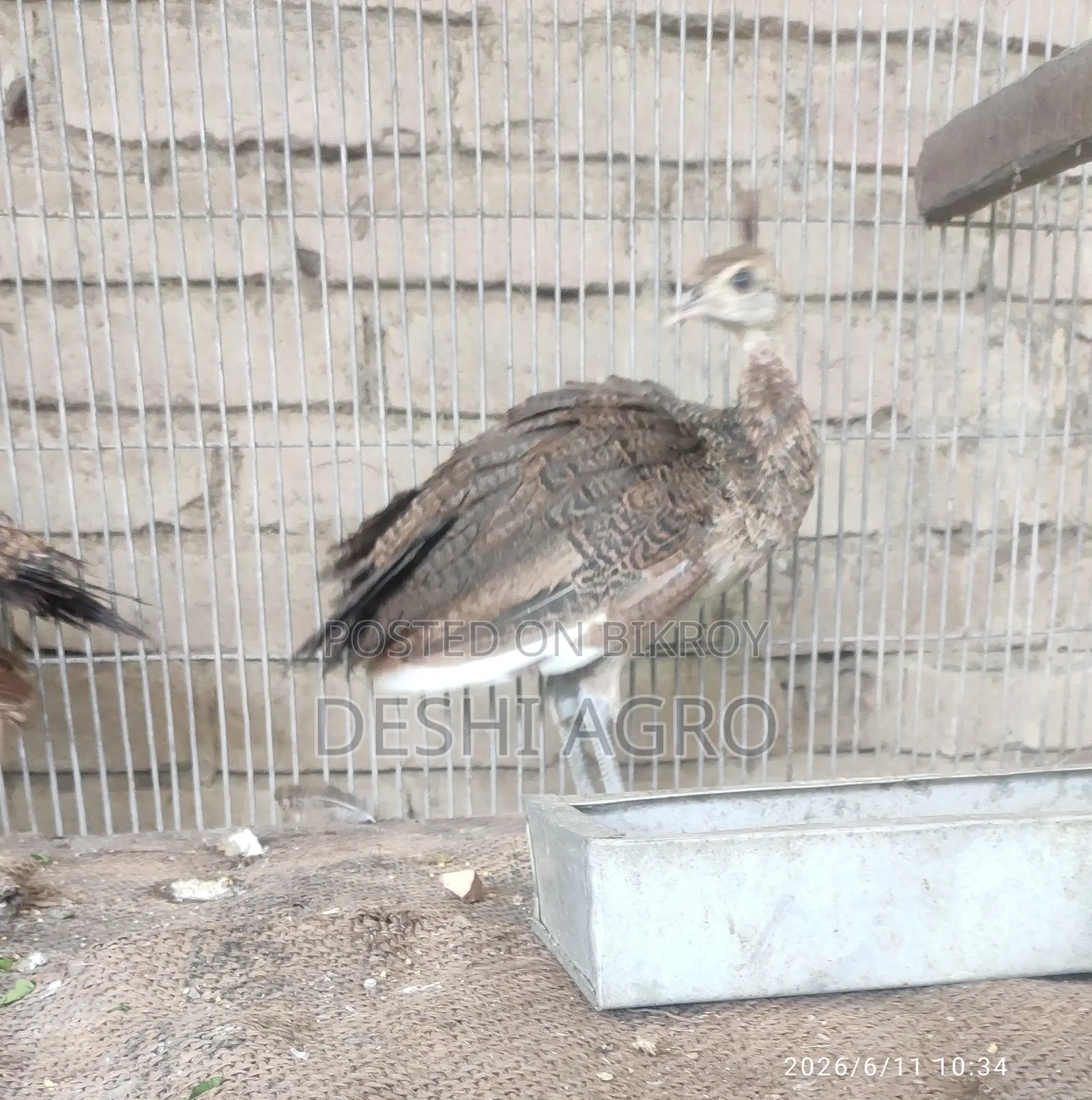 Peacock baby birds 3 months old
