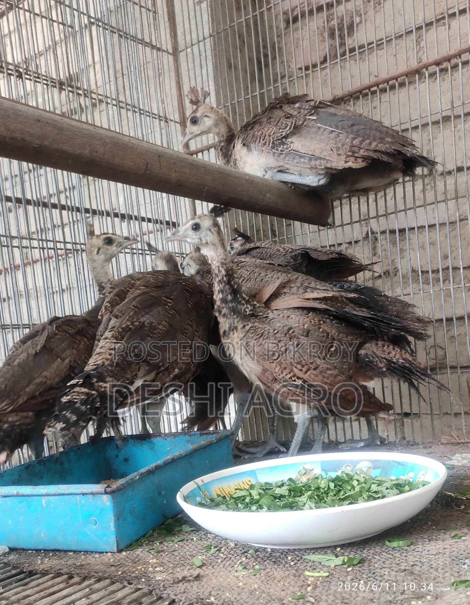 Peacock baby birds 3 months old
