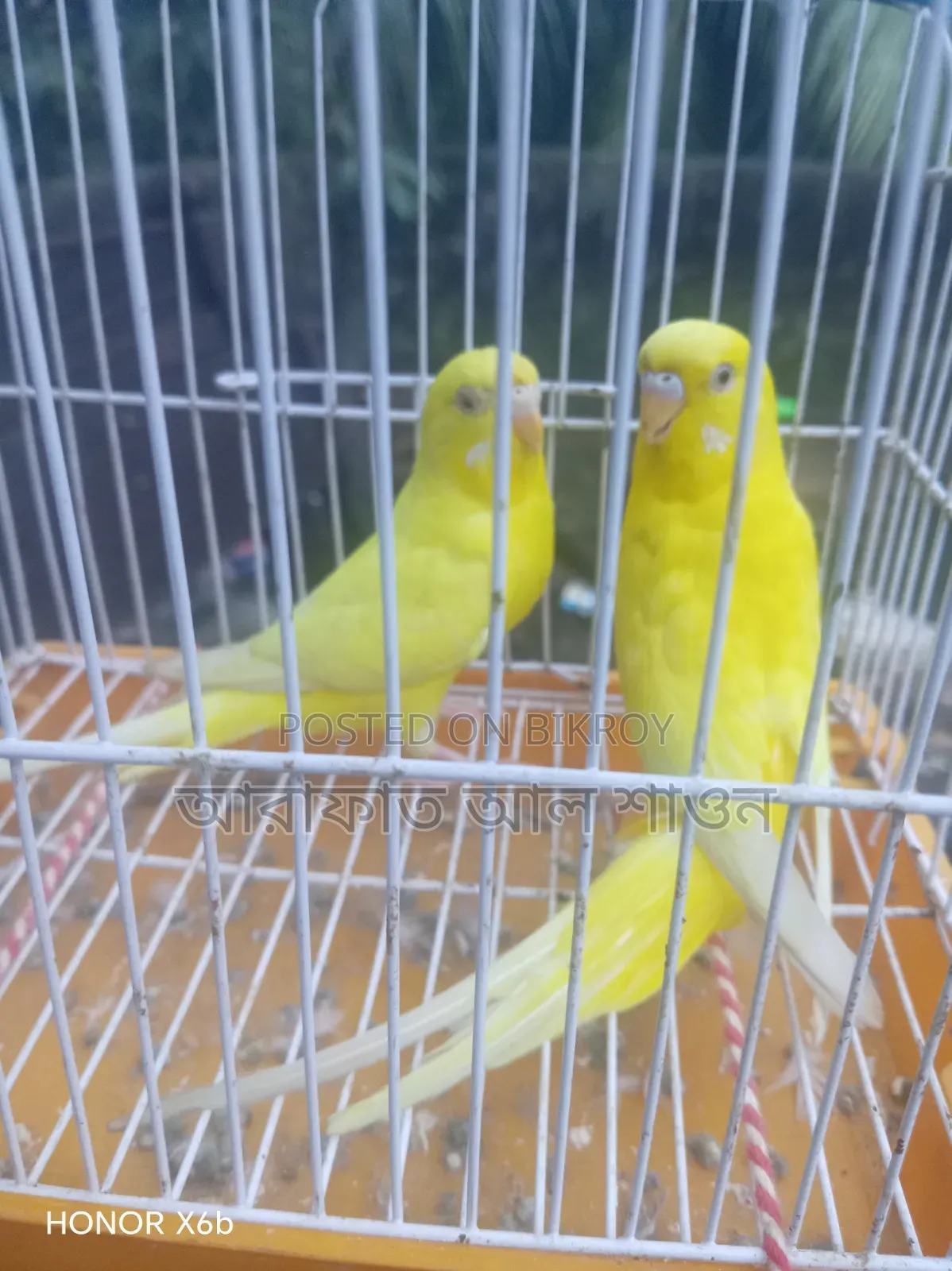 লুটনো বাজিকার পাখি বিক্রি হবে
