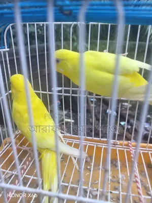 লুটনো বাজিকার পাখি বিক্রি হবে