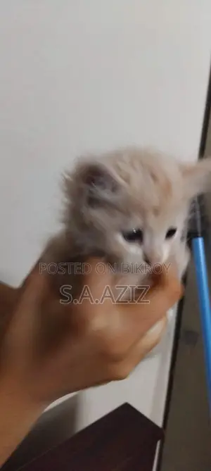 1-3 months Male Purebred Persian