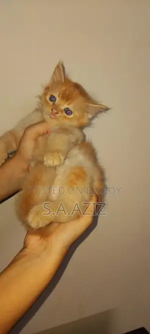 1-3 months Male Purebred Persian