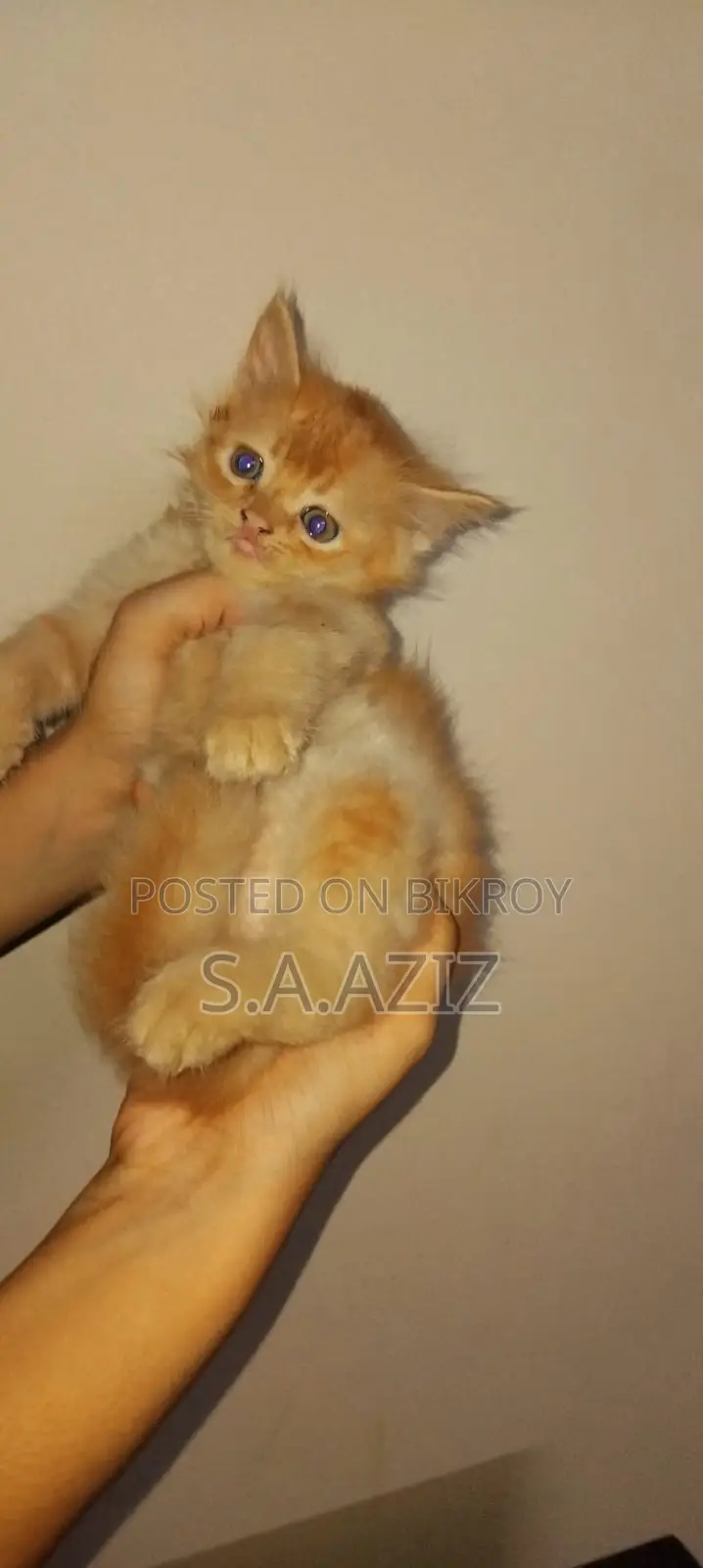 1-3 months Male Purebred Persian