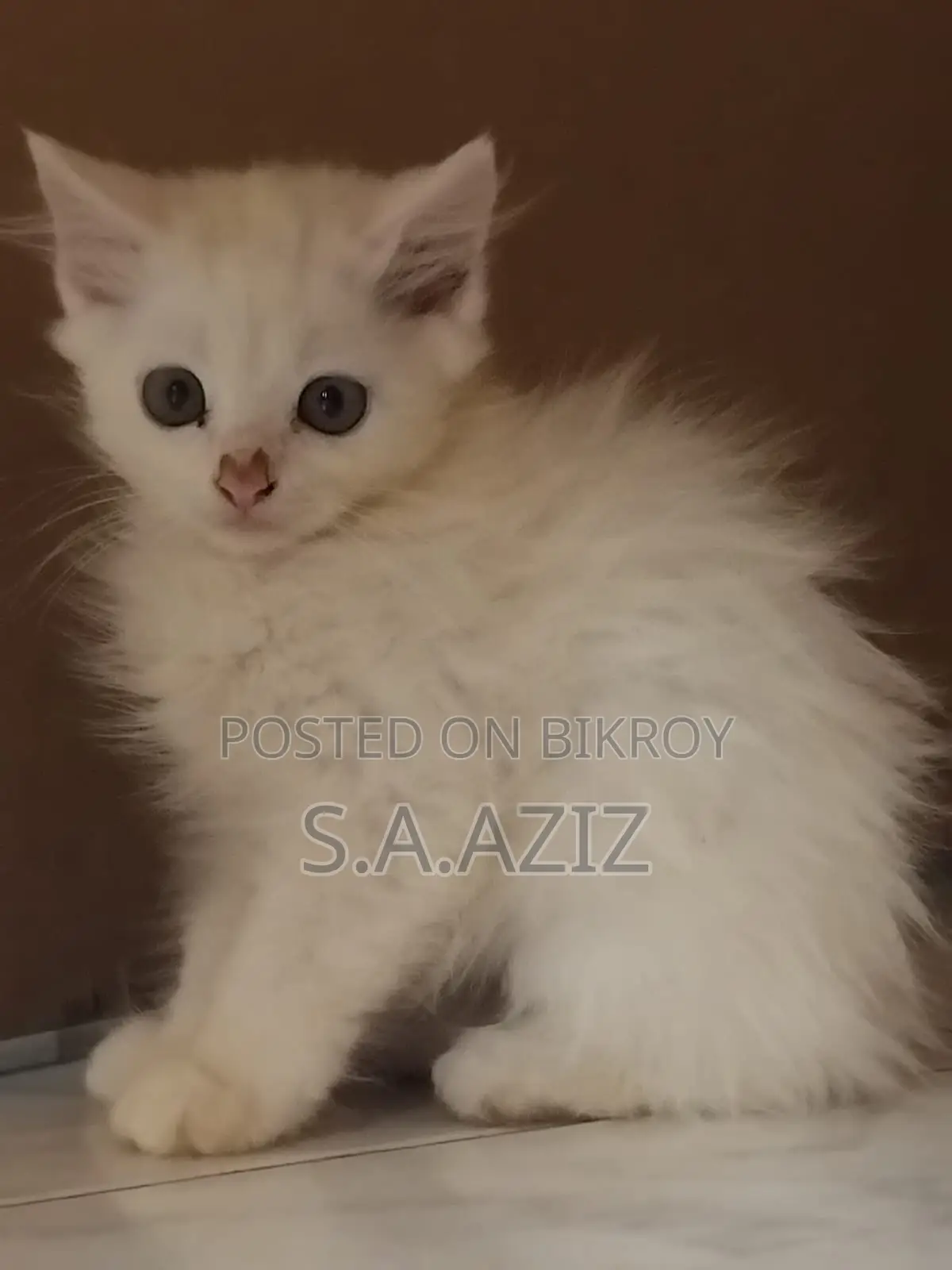1-3 months Male Purebred Persian