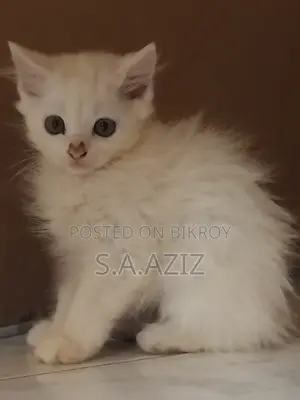 1-3 months Male Purebred Persian