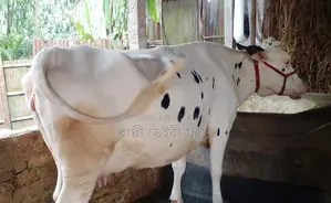 ১৪০৭নং গাভী গরু ।
