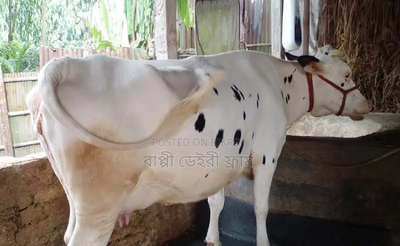 ১৪০৭নং গাভী গরু ।