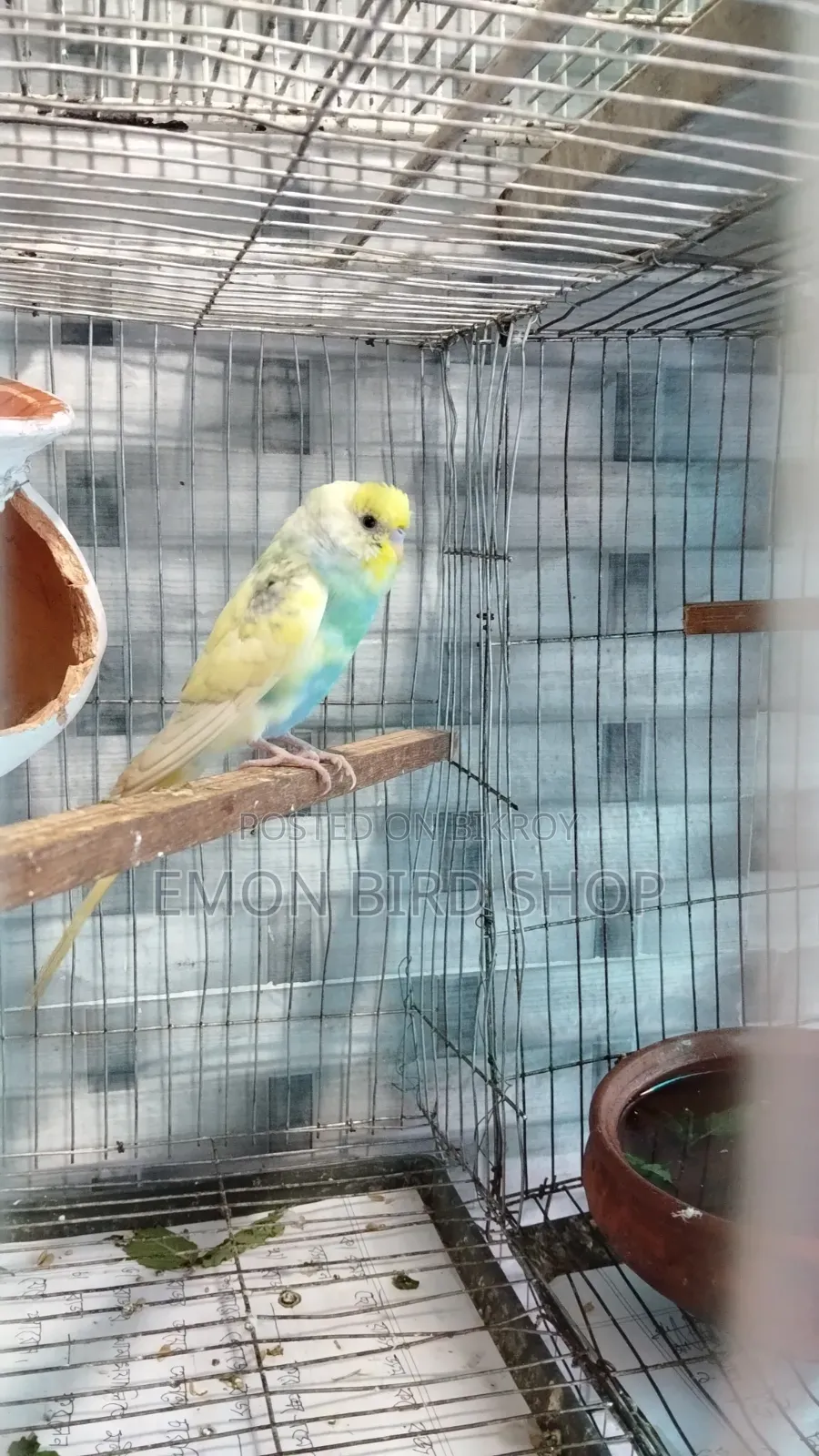 Rainbow Budgie