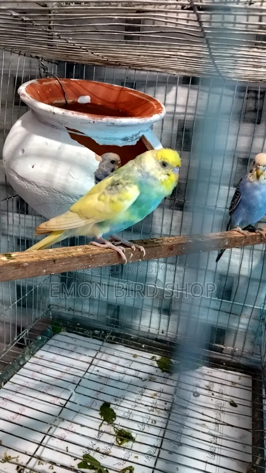 Rainbow Budgie