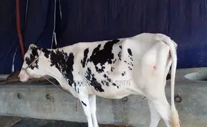 ১৪০৮নং গাভী বিক্রয় হবে ।