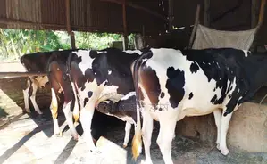 বাছাইকৃত ৪টি গাভী গরু বিক্রয় হবে ।(১৪১০নং)