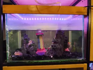Decorated Glass Aquarium Setup With Led Light Accessories
