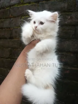 1-3 Months Male Purebred Persian