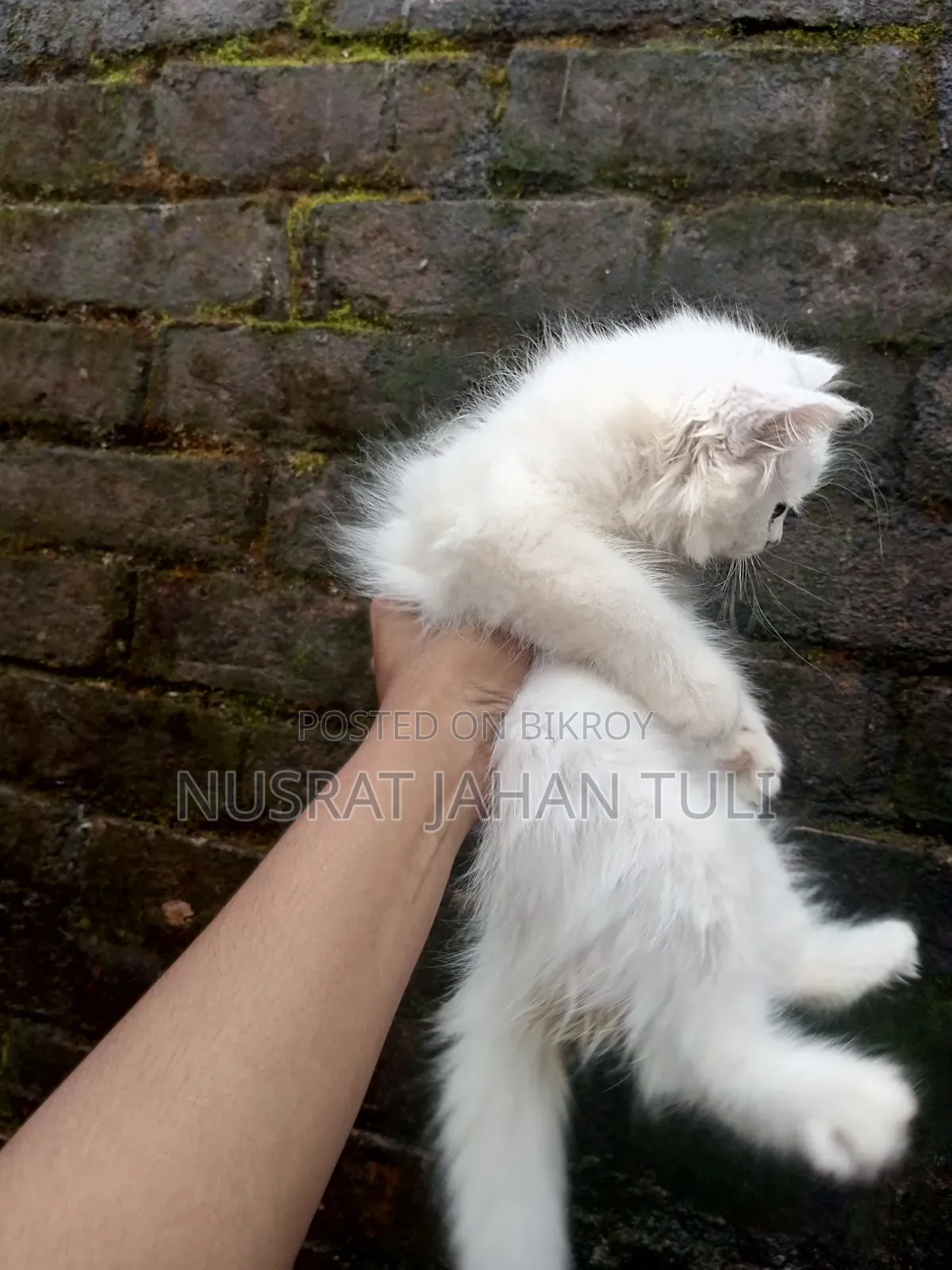 1-3 Months Male Purebred Persian