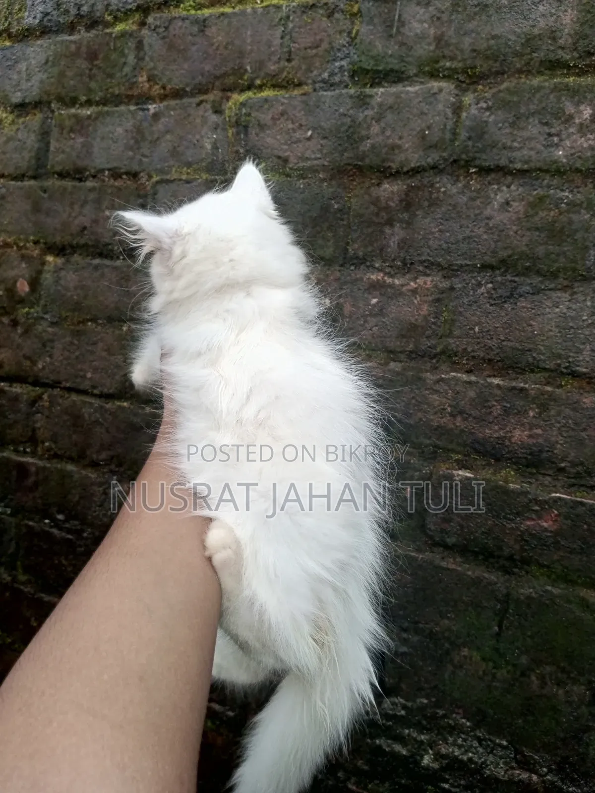 1-3 Months Male Purebred Persian