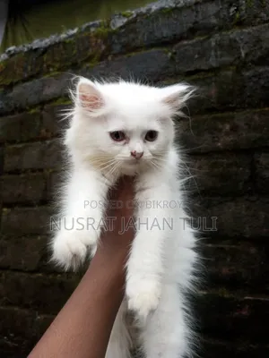 1-3 Months Male Purebred Persian