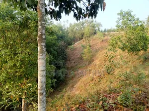 Commercial or Project Focused Land