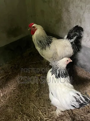 ১ জোড়া ব্রাহমা মুরগি বিক্রির জন্য