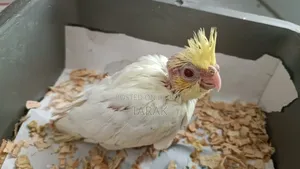 Lutino Cockatiel Hand Feeding Baby