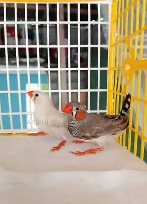 Finch Birds With Babies