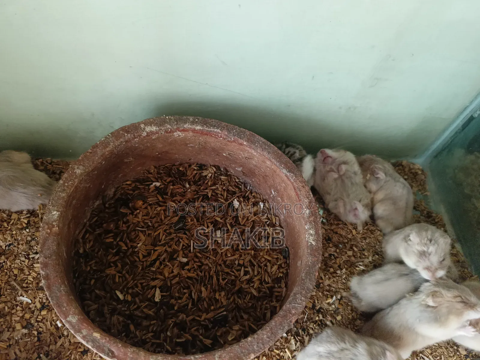 Hamester (হ্যামেস্টার)