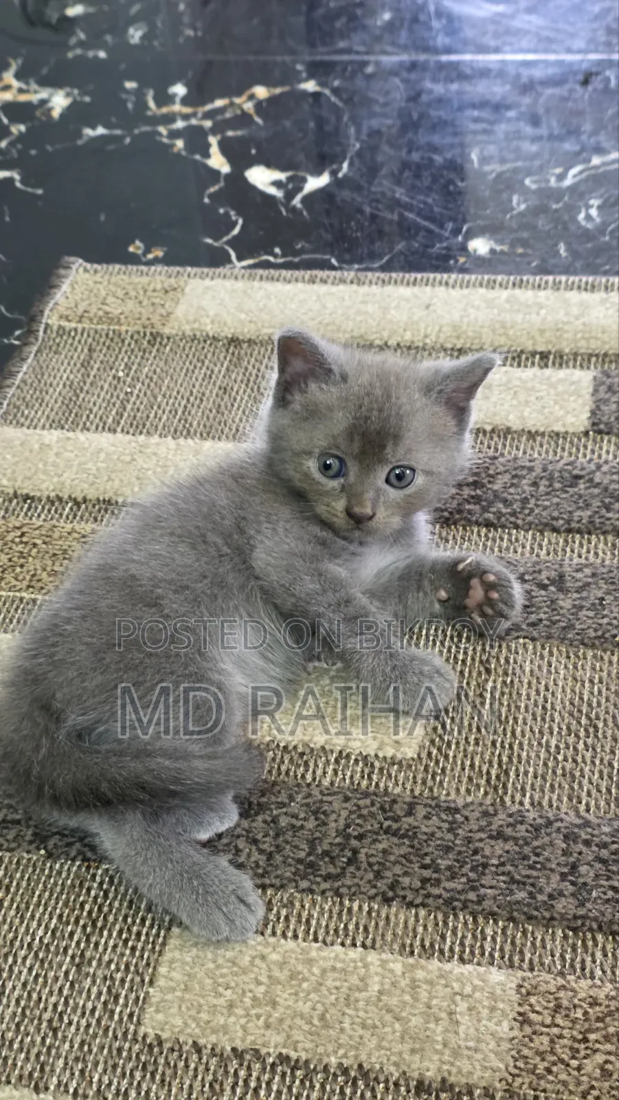 ১-৩ মাসের নর খাঁটি ব্রিটিশ শর্টহেয়ার
