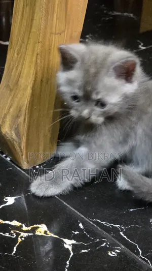১-৩ মাসের নর খাঁটি ব্রিটিশ শর্টহেয়ার