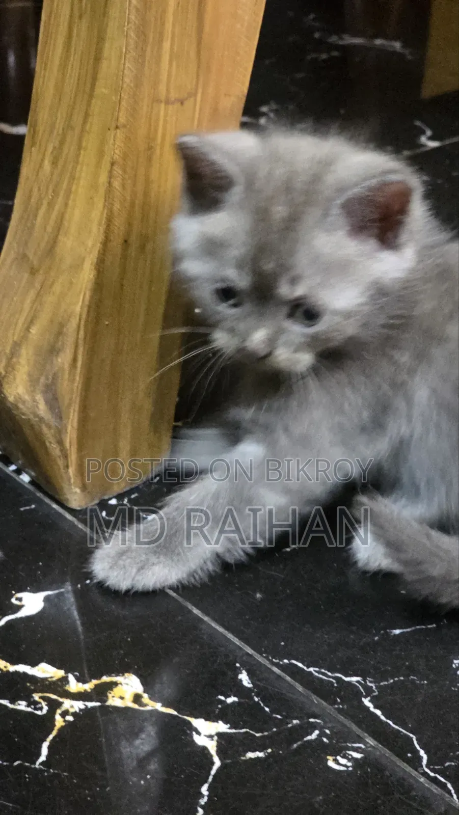 ১-৩ মাসের নর খাঁটি ব্রিটিশ শর্টহেয়ার