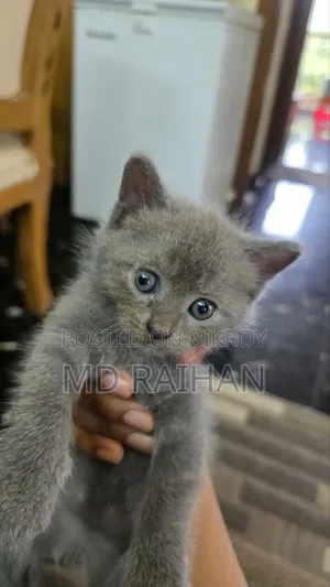 ১-৩ মাসের নর খাঁটি ব্রিটিশ শর্টহেয়ার