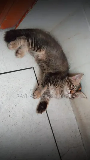 1+ Year Female Purebred British Shorthair
