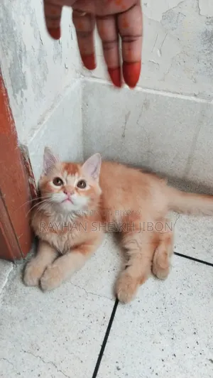 1+ Year Female Purebred British Shorthair