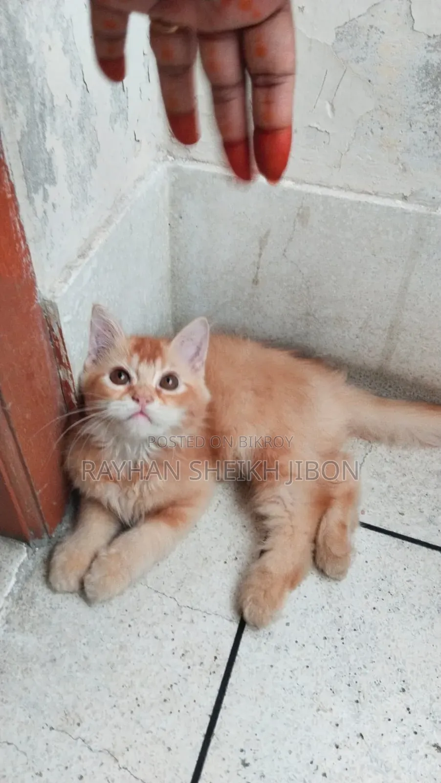 1+ Year Female Purebred British Shorthair