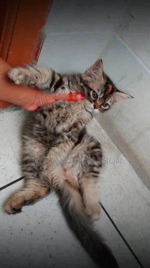 1+ Year Female Purebred British Shorthair