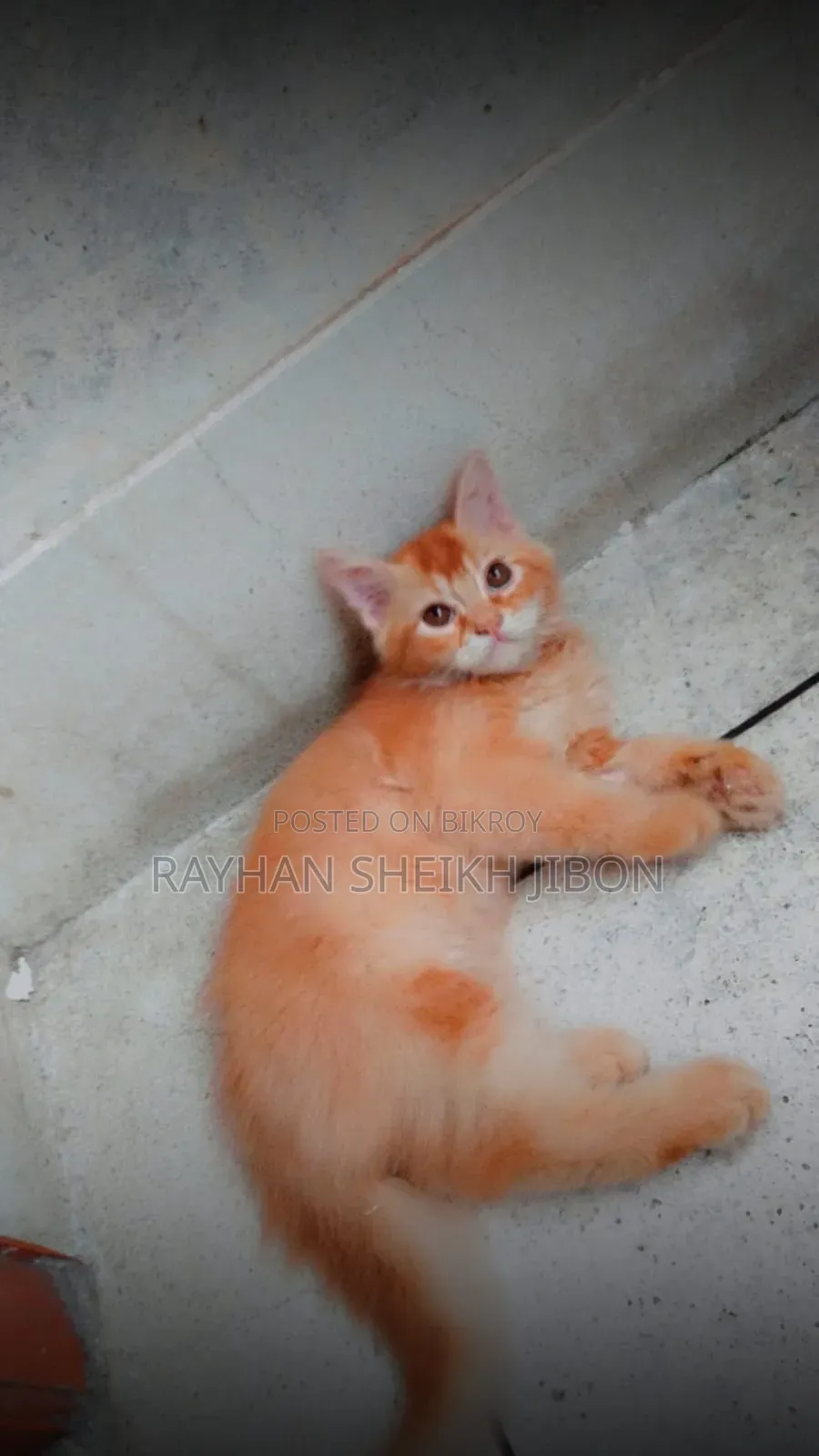 1+ Year Female Purebred British Shorthair