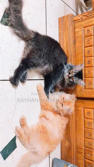 1+ Year Female Purebred British Shorthair