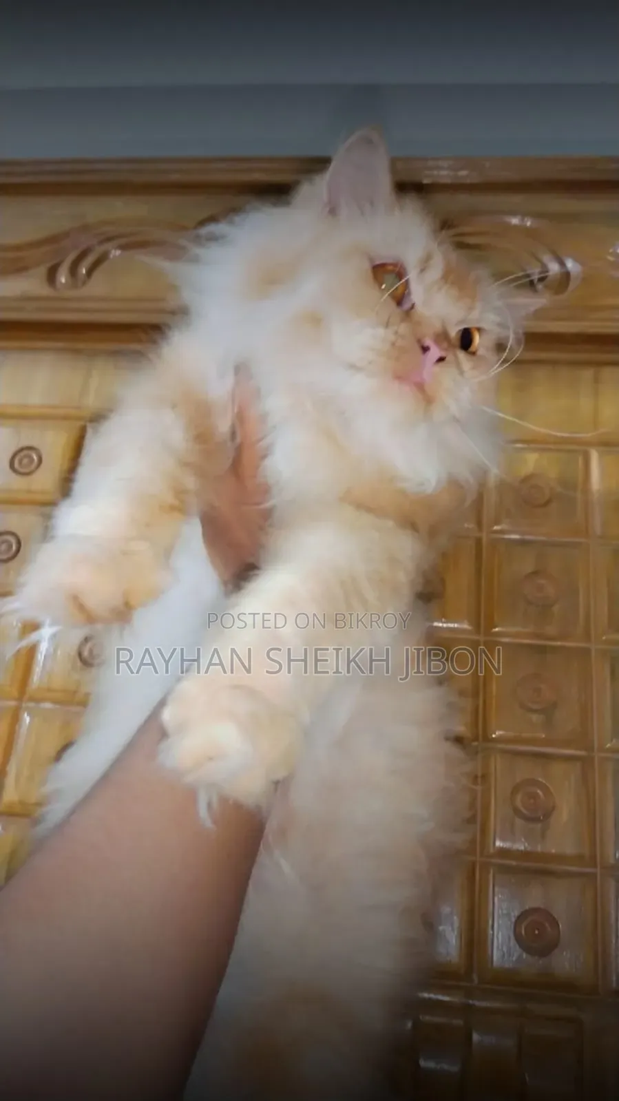 1+ Year Female Purebred British Shorthair