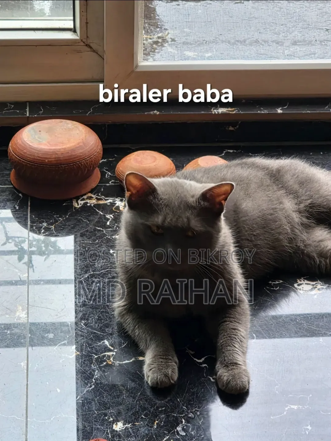 ১-৩ মাসের নর খাঁটি ব্রিটিশ শর্টহেয়ার