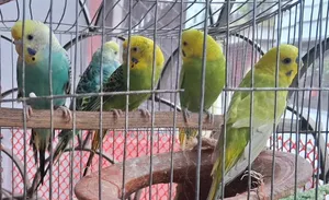 ৫টি বাজারিগার, প্রতিটি ৪০০ টাকা