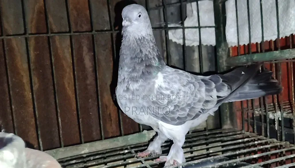 পিজিয়ন/ কবুতর