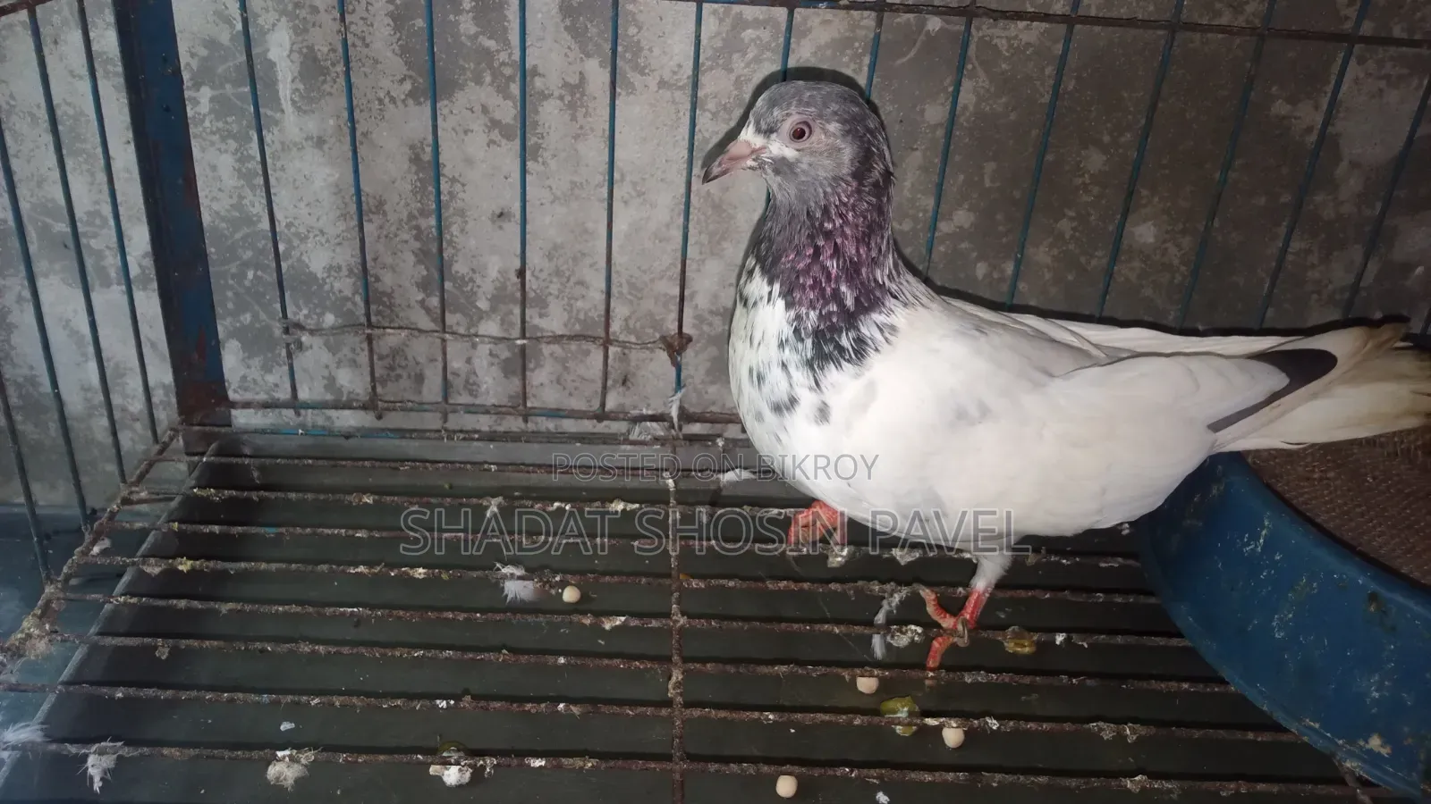Giribaz Running Female Pigeon for Sale